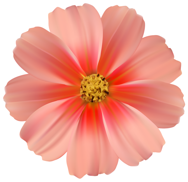 This png image - Orange Daisy PNG Clipart Image, is available for free download