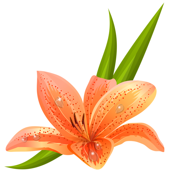 This png image - Orange Lilium PNG Clipart Picture, is available for free download