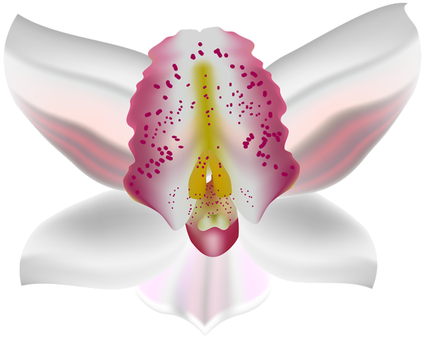 This png image - Orchid Deco Flower PNG Clip Art, is available for free download
