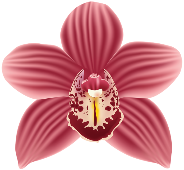 This png image - Orchid Flower PNG Transparent Clipart, is available for free download