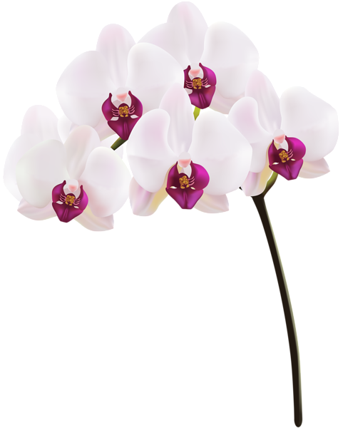 This png image - Orchid PNG Clip Art Image, is available for free download