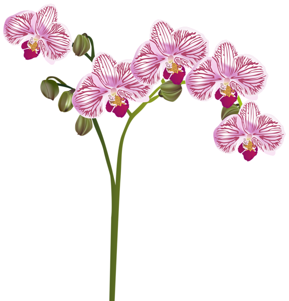 orchid flower clip art free - photo #36