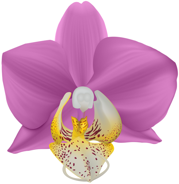 Orchid Transparent Png Clip Art Image 