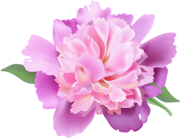 This png image - Peony Clip Art Transparent Image, is available for free download