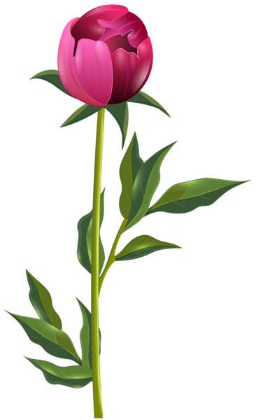 This png image - Peony PNG Clip Art Image, is available for free download