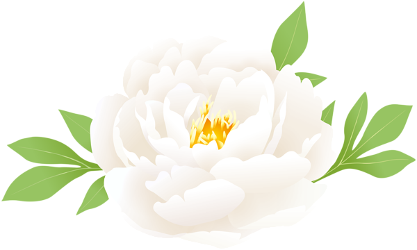 This png image - Peony White PNG Clipart, is available for free download