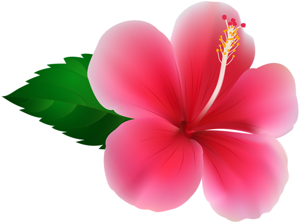 This png image - Pink Hibiscus PNG Clip Art Image, is available for free download
