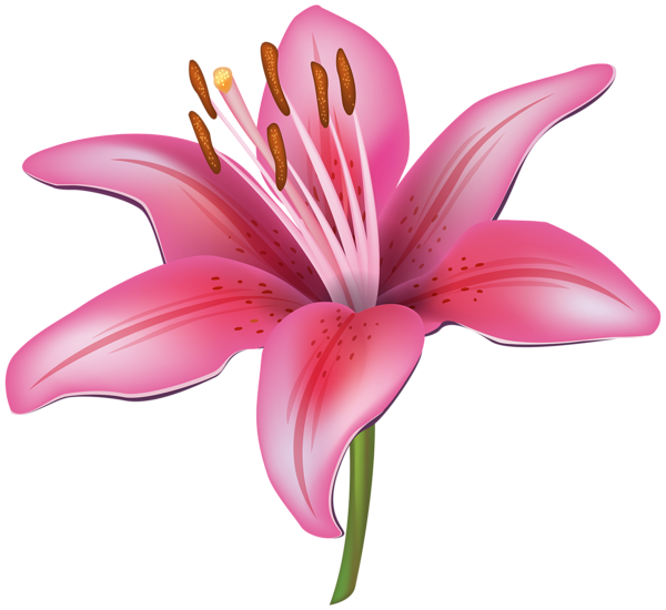 This png image - Pink Lily Flower PNG Clipart Image, is available for free download