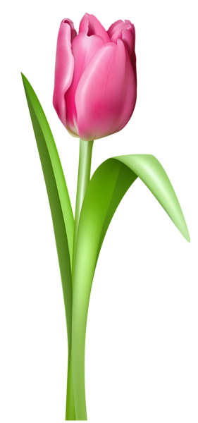 This png image - Pink Tulip Transparent PNG Clipart Picture, is available for free download