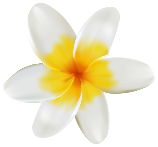 This png image - Plumeria PNG Clipart Image, is available for free download