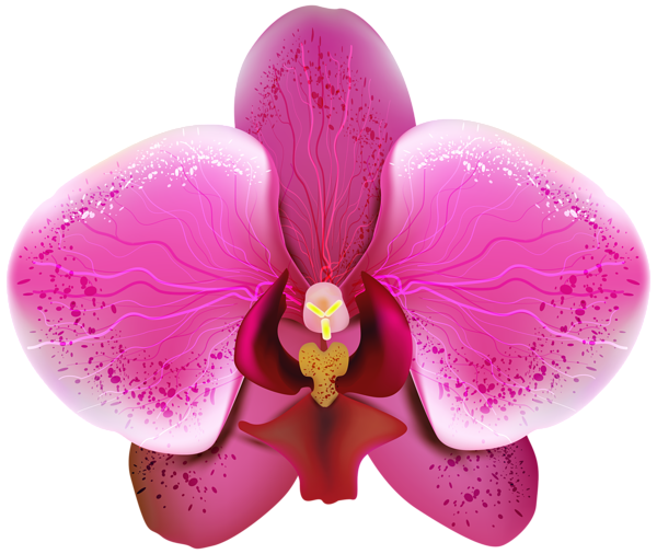 This png image - Pnk Orchid Transparent PNG Clip Art Image, is available for free download