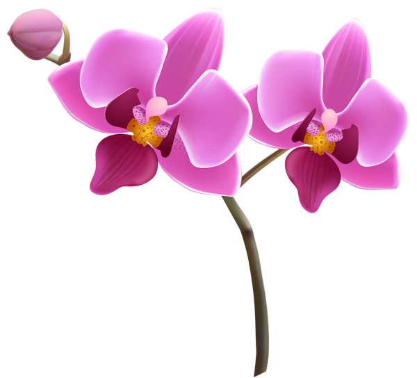 Purple Orchid PNG Clipart Image | Gallery Yopriceville - High-Quality