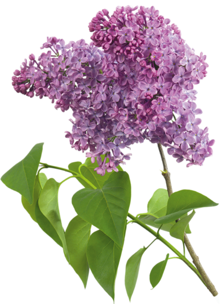 free lilac flower clip art - photo #24