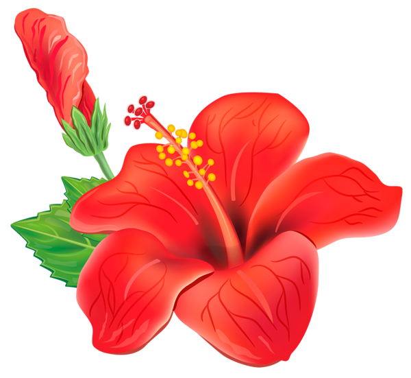 This png image - Red Exotic Flower PNG Clipart Picture, is available for free download