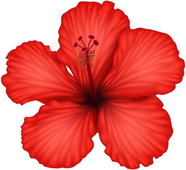 Red Hibiscus PNG Clip Art | Gallery Yopriceville - High-Quality Images