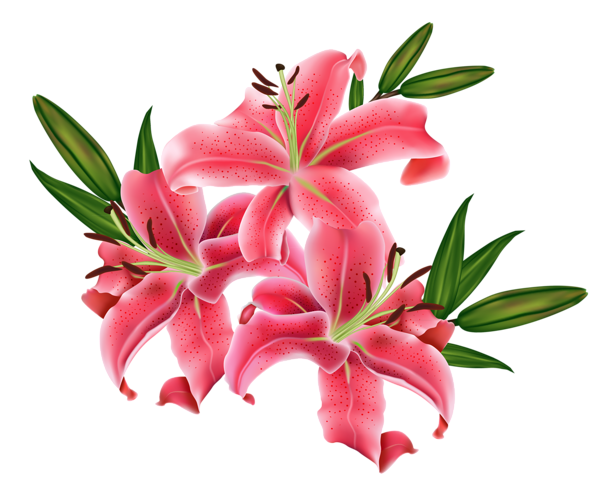 This png image - Red Lilium PNG Clipart Picture, is available for free download