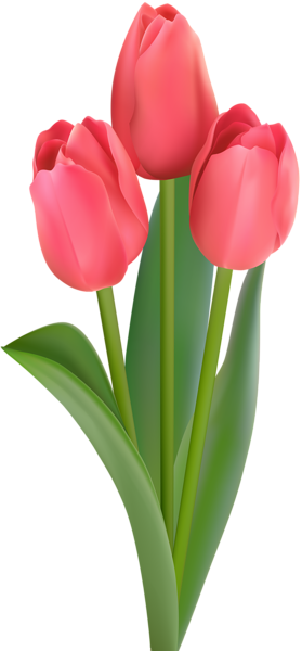 RedTulipsTransparentClipArtGalleryYopriceville RedTulipsTransparentClipArtGalleryYopriceville