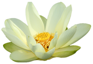 This png image - Small PNG White Lotus, is available for free download