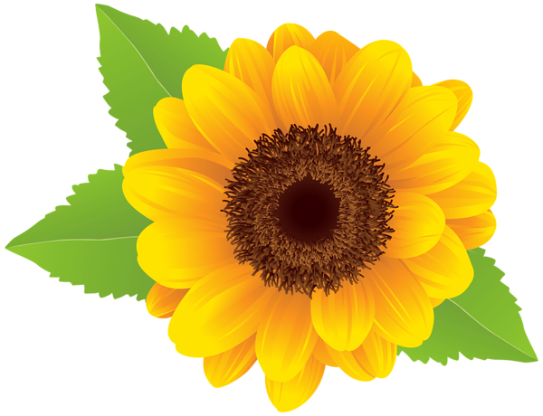 free clipart sunflower pictures - photo #22