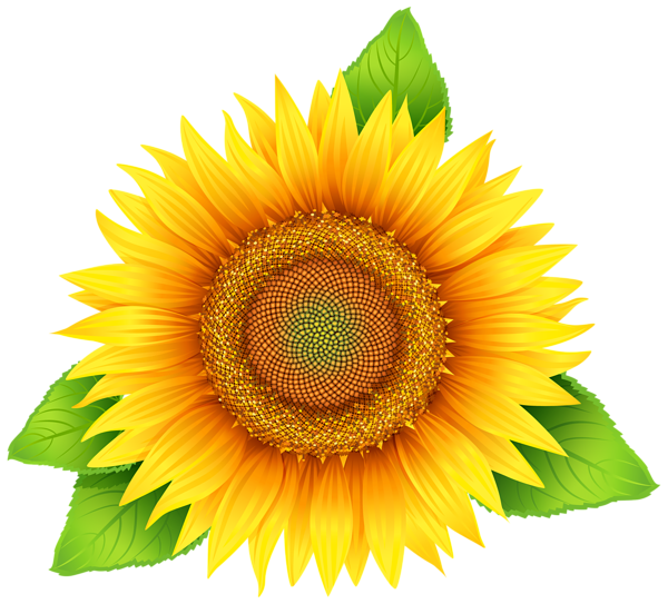 Sunflower Vector Free Download