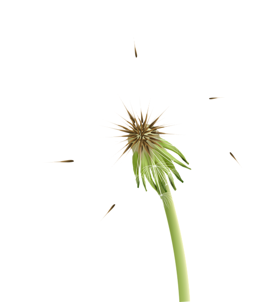 This png image - Taraxacum PNG Clip Art Image, is available for free download