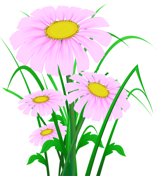 This png image - Transparent Pink Daisies PNG Clipart, is available for free download
