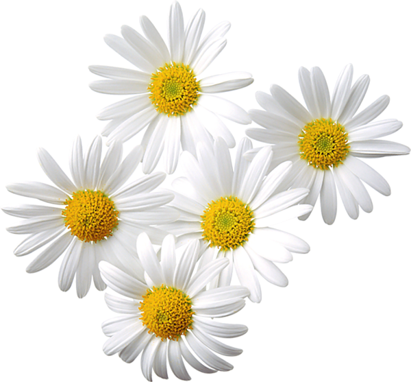 This png image - Transparent Daisies Clipart, is available for free download