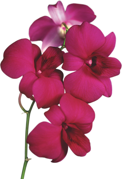 clipart orchid flower - photo #23