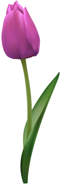 This png image - Tulip Flower PNG Transparent Image, is available for free download