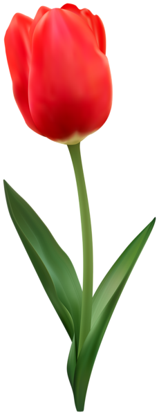 This png image - Tulip Flower Red PNG Image, is available for free download