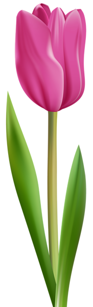 This png image - Tulip Pink Transparent Clip Art Image, is available for free download