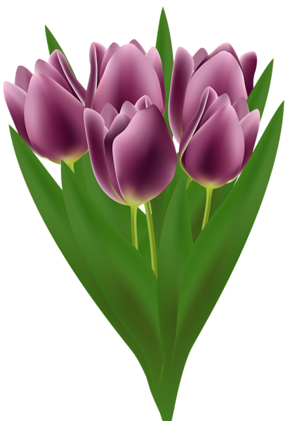 This png image - Tulips Bouquet Transparent PNG Clip Art Image, is available for free download