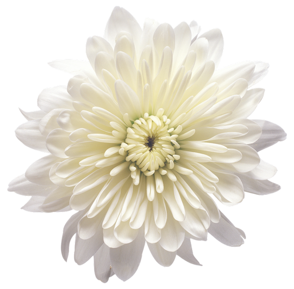 White Chrysanthemum Flower Transparent PNG Clip Art Image | Gallery