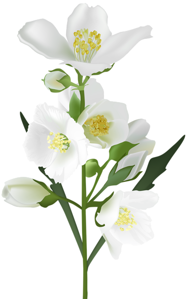 free clip art white flowers - photo #44