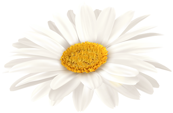 This png image - White Gerbera PNG Clip Art Image, is available for free download