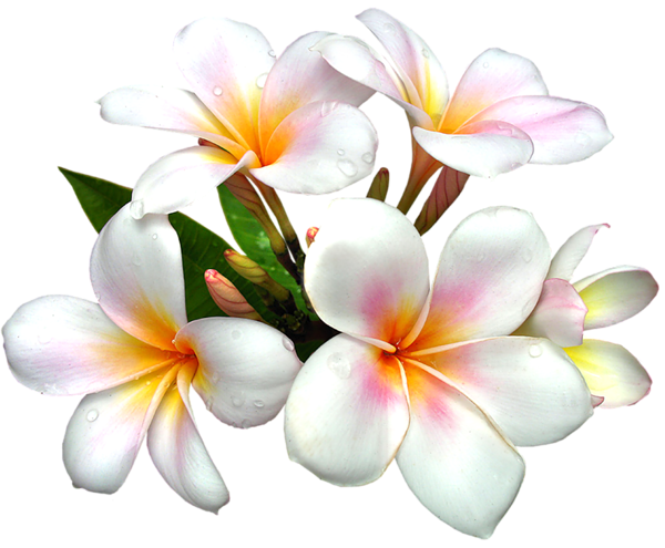 White Large PNG Flower Clipart