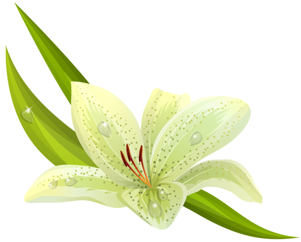 This png image - White Lilium PNG Clipart, is available for free download