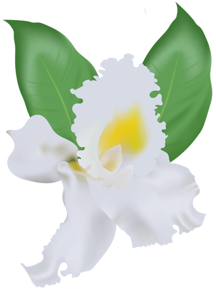 This png image - White Orchid PNG Clip Art Image, is available for free download