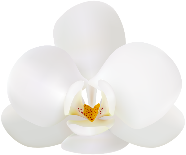 White Orchid PNG Clip Art Image | Gallery Yopriceville - High-Quality Images and Transparent PNG