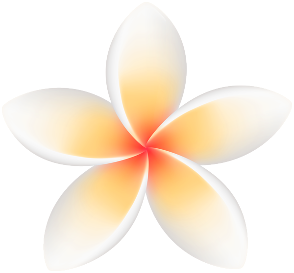 This png image - White Plumeria PNG Transparent Clipart, is available for free download