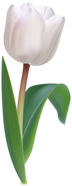 This png image - White Tulip Flower Transparent Image, is available for free download