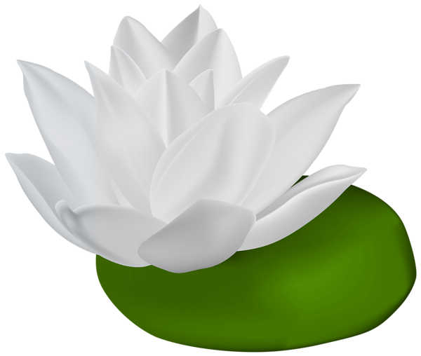 This png image - White Water Lily Transparent PNG Clip Art Image, is available for free download