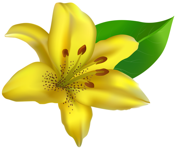 This png image - Yellow Lilium Transparent PNG Clip Art Image, is available for free download