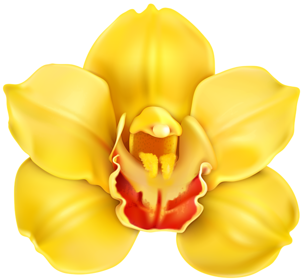 This png image - Yellow Orchid Transparent PNG Clip Art, is available for free download