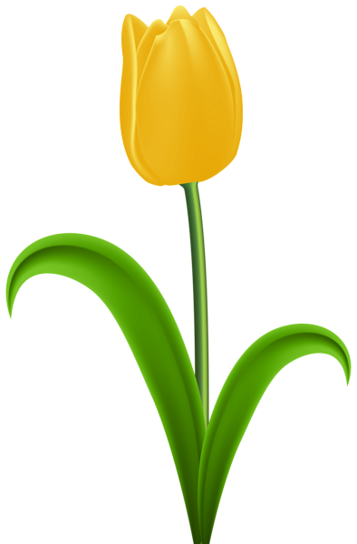yellow tulip clipart - photo #33