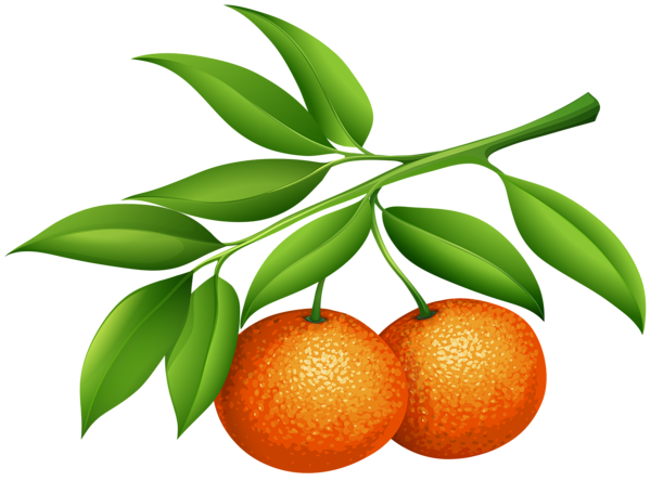 This png image - Mandarins PNG Clipart, is available for free download