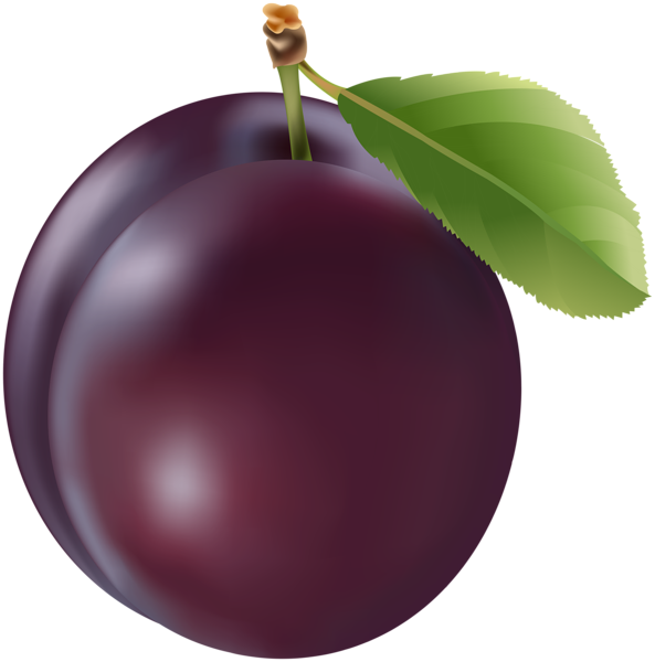 This png image - Prune Clip Art Image, is available for free download