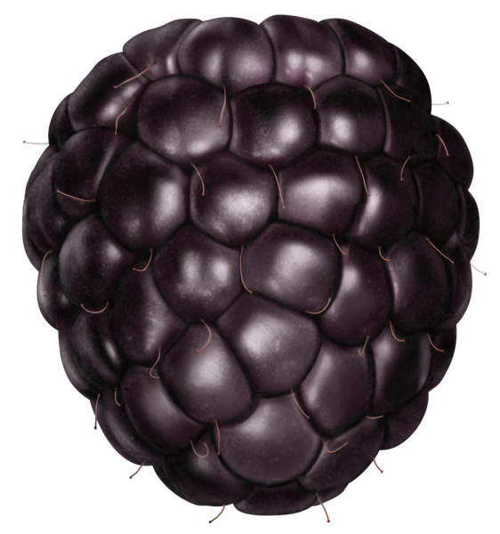 This png image - Transparent Blackberry PNG Clipart Picture, is available for free download