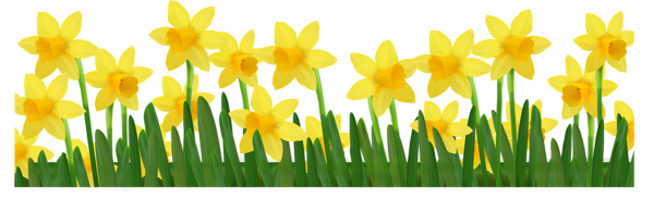 This png image - Grass with Daffodils PNG Clipart Picture, is available for free download