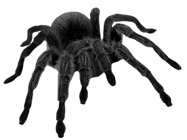 This png image - Haunted Black Spider PNG Picture, is available for free download